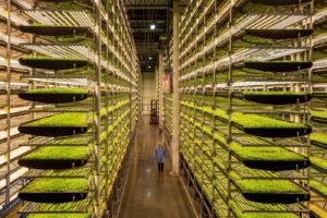 Read more about the article Vertical Farming All That You Want To Know