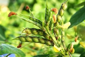 Read more about the article High Yield Pigeon Pea (Arhar) Farming Information Guide