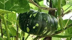 High Yield Pumpkin Planting, Care & Harvesting