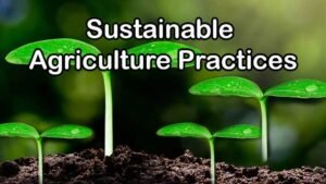 Read more about the article Top Ten Method For The Sustainable Agriculture